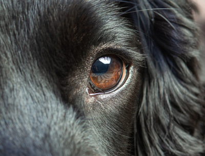Hoe gebruikt u Pet Silk Shampoo en Conditioner?