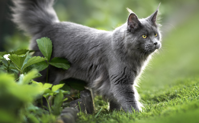 Waarom Pet Silk Shampoo voor uw hond of kat?