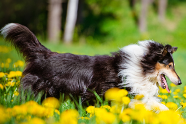 Meer dan 1 Pet Silk shampoo gebruiken