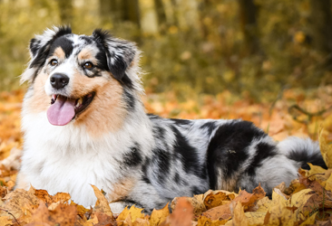 Pet Silk en het milieu