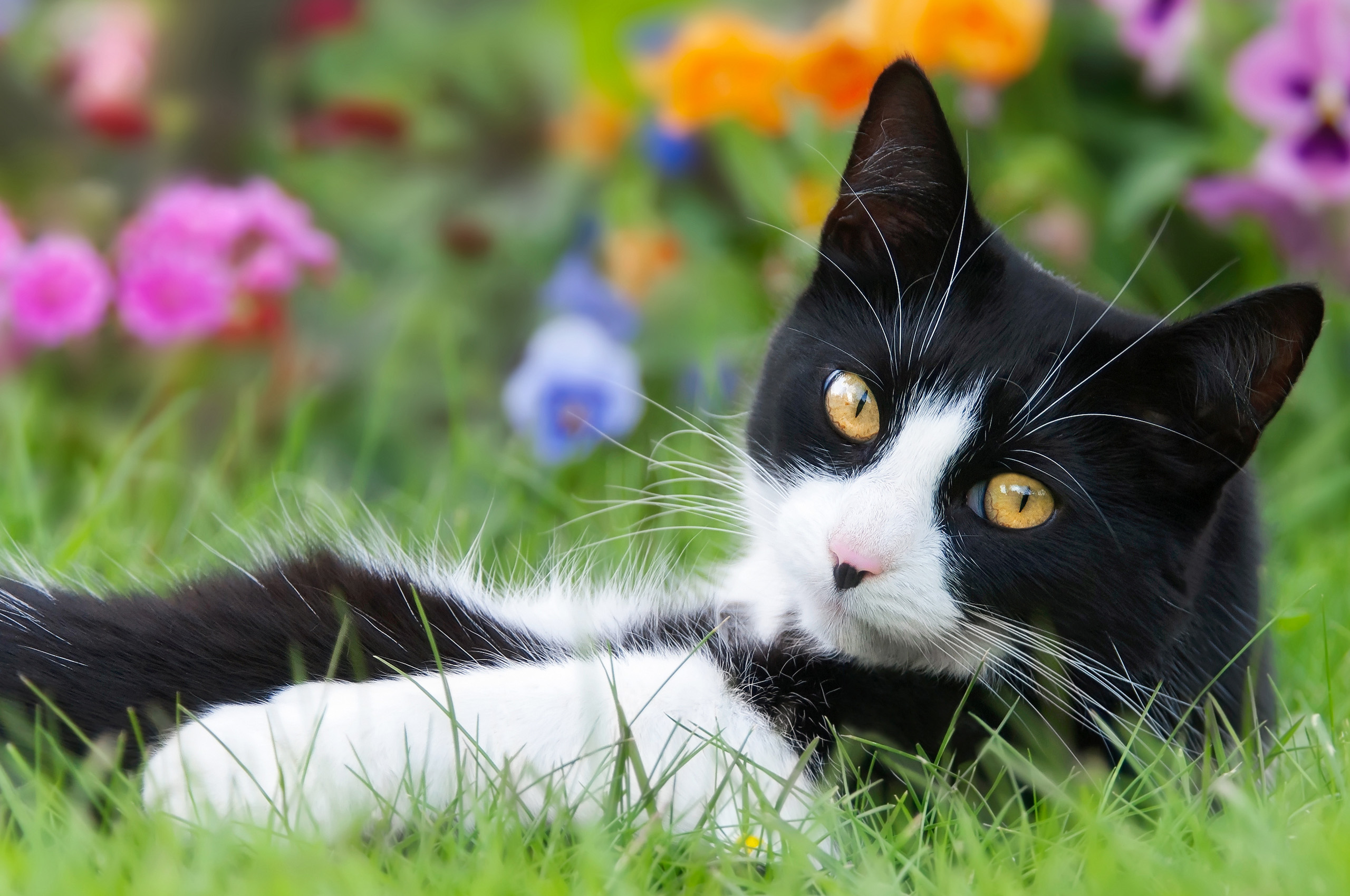 Pet Silk