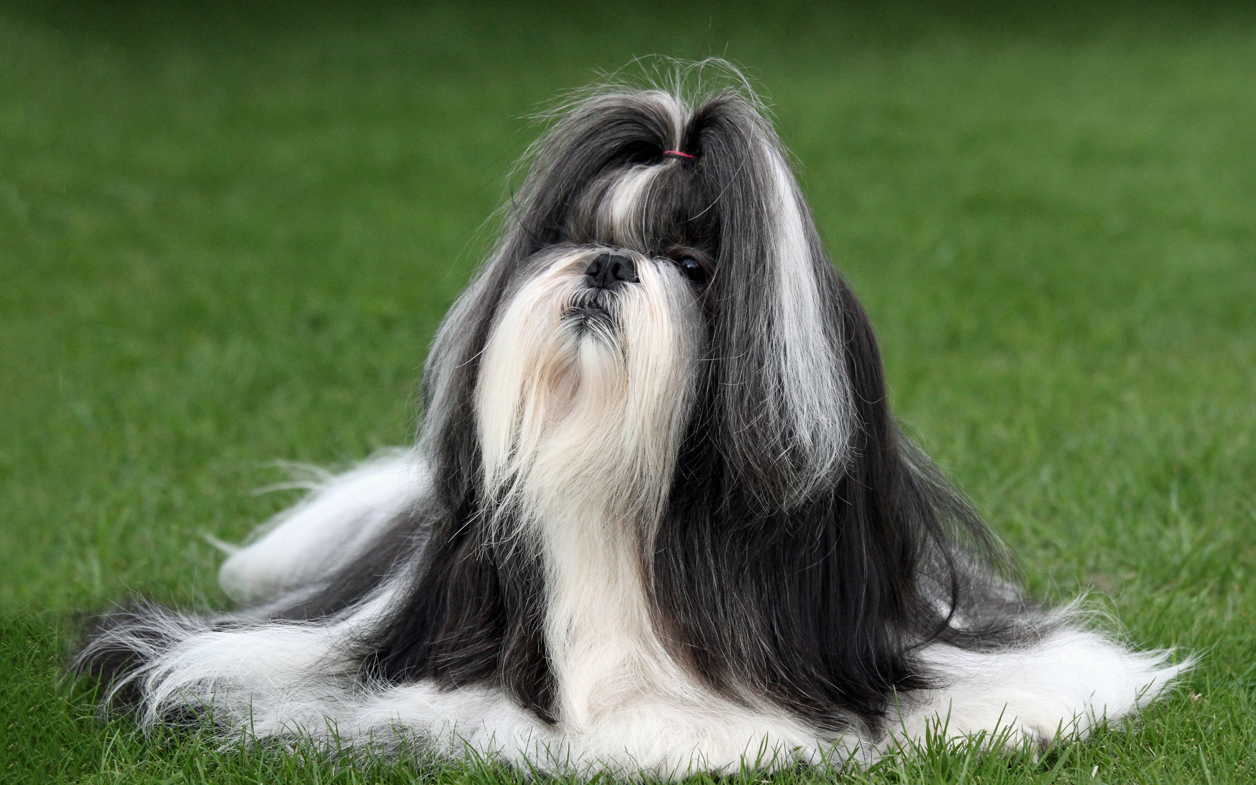 Conditioner