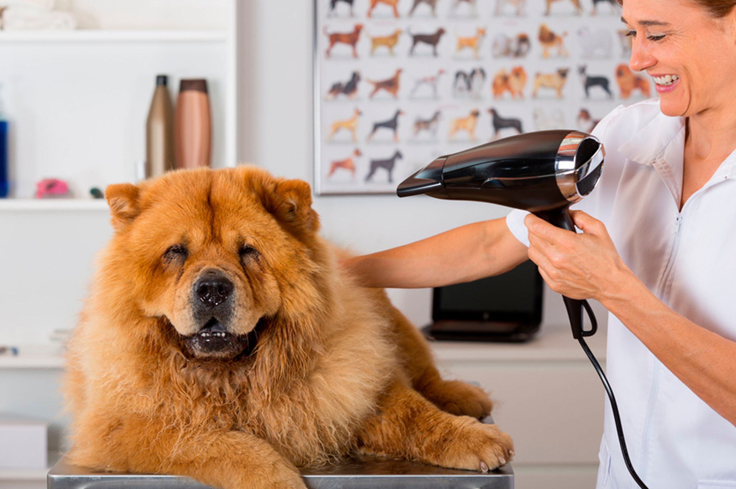 Pet Silk