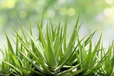 Aloe Vera Oatmeal Shampoo en Conditioner