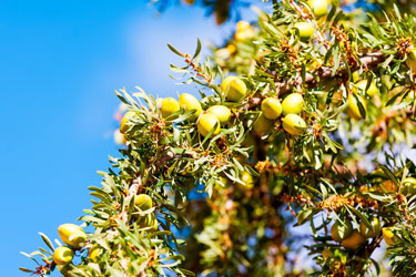 Moroccan Argan Oil Shampoo en Conditioner
