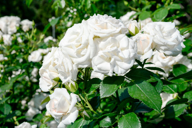 White Rose Water Shampoo en Conditioner