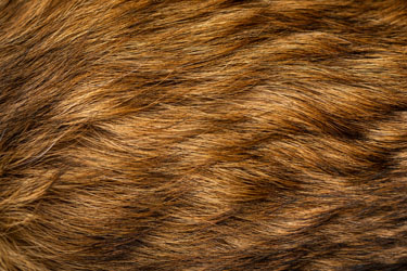 Wat doet keratine voor de vacht?