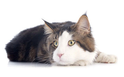 Waarom Pet Silk Shampoo voor uw hond of kat?