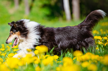 Pet Silk Hypoallergenic Shampoo en Conditioner