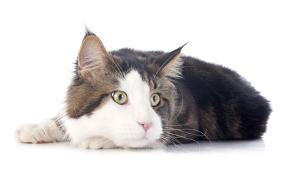 Pet Silk Hypoallergenic Shampoo en Conditioner