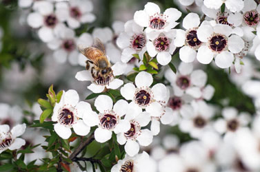 Wat doet Manuka honey voor de vacht?