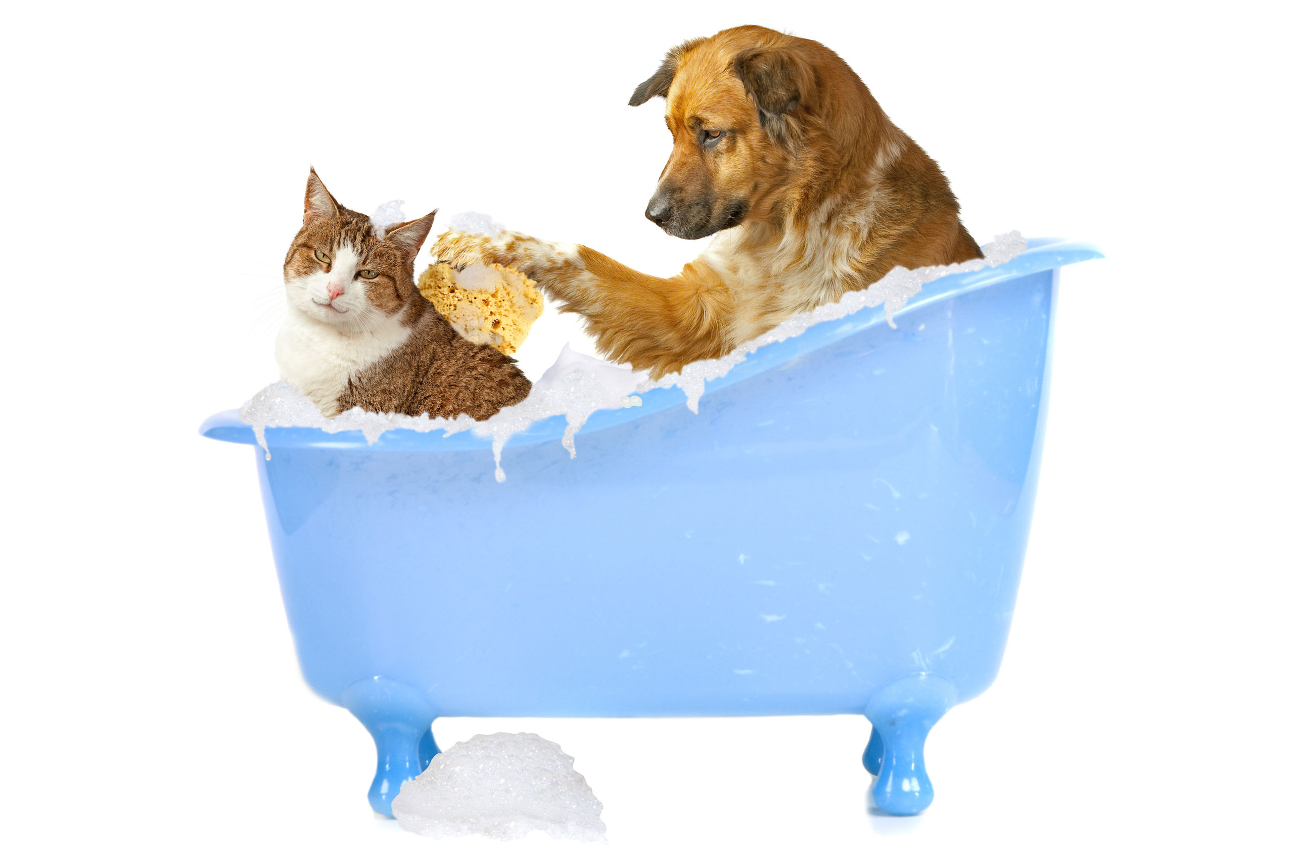 Hulp bij het vinden van de juiste Pet Silk shampoo